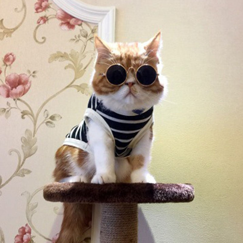 Pet Cat Glasses for Small Dogs | Playful Photo Style