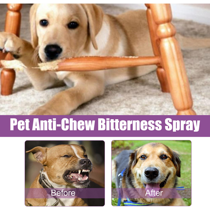 Pet Calming Spray for Noisy, Reactive Dogs at Home