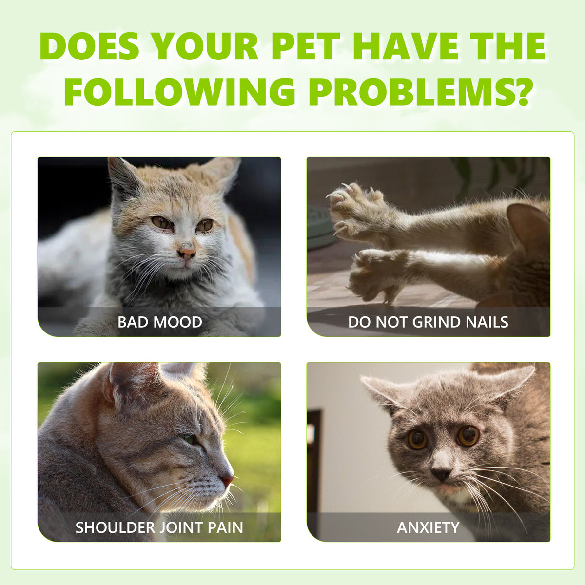 Catnip Spray for Indoor Cats: Happy Play Enrichment
