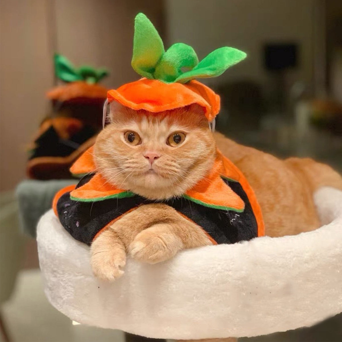 Reversible Halloween Pet Costume for Festive Photos
