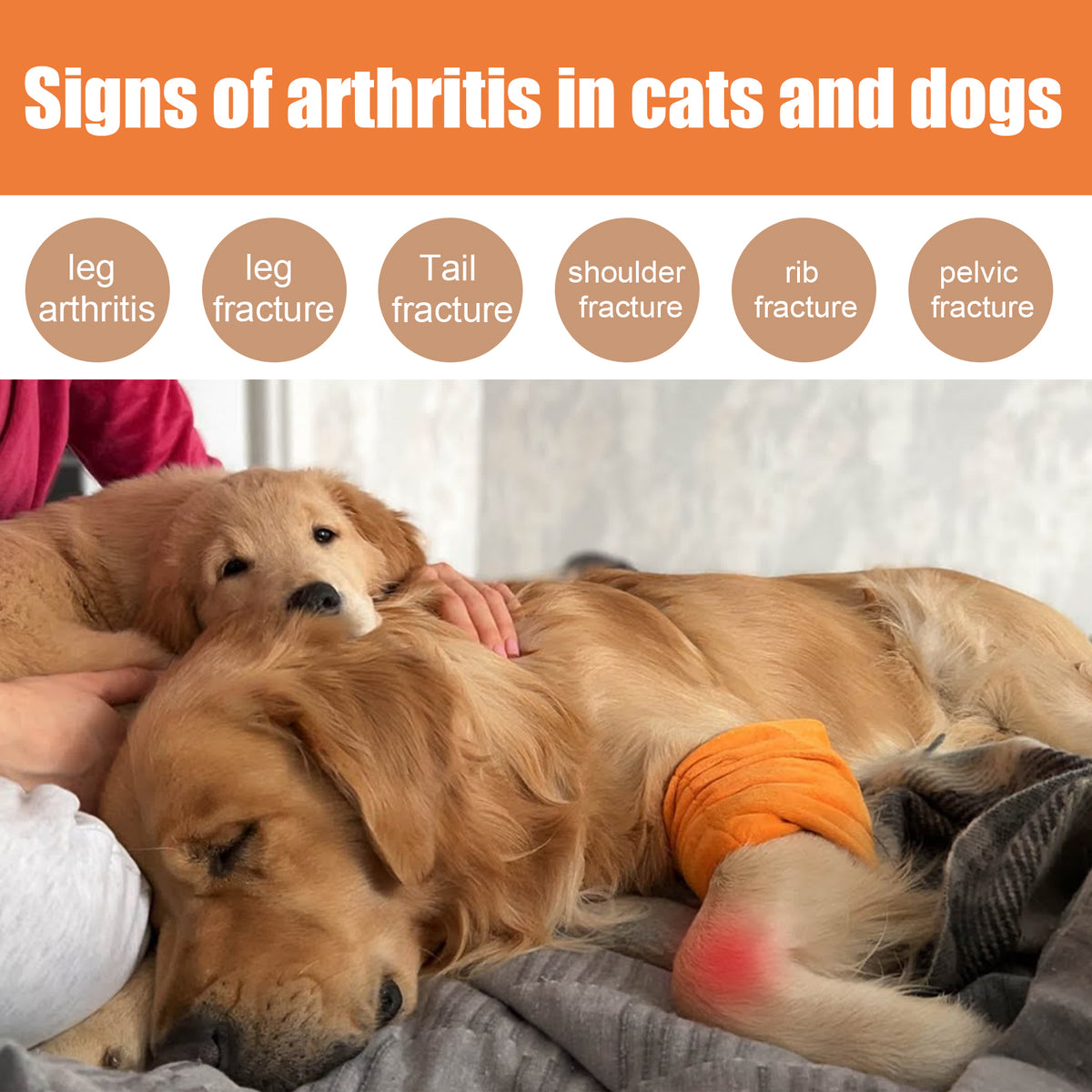 Pet Joint Care Oil for Daily Comfort & Flexibility