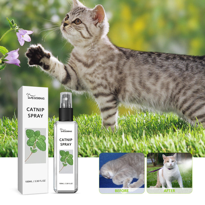 Catnip Spray for Indoor Cats: Happy Play Enrichment