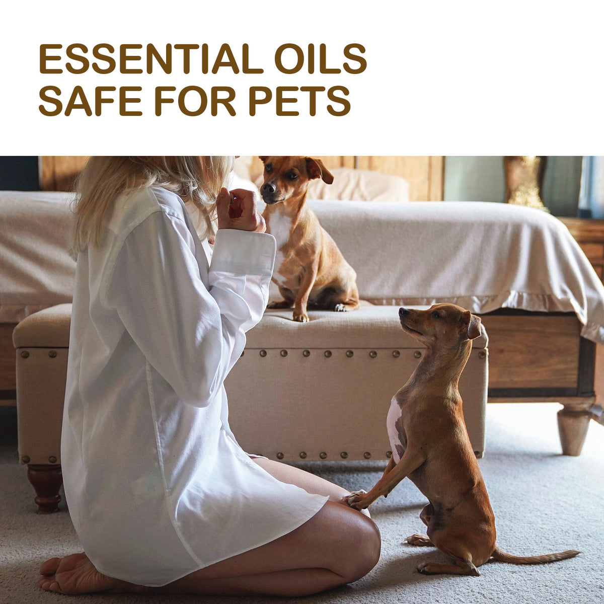 Dog Comfort Oil for Everyday Joint and Muscle Care