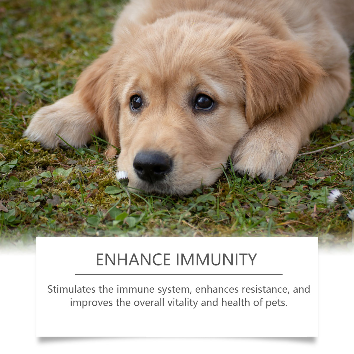 Dog Immune Support Supplement With Natural Daily Care
