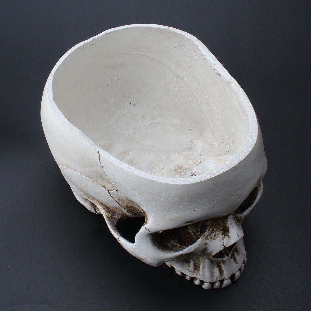 Skull Succulent Planter, Gothic Desktop Flower Pot