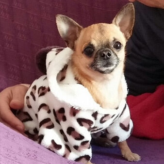 Small Dog Fleece Coat for Warm, Cozy Winter Walks
