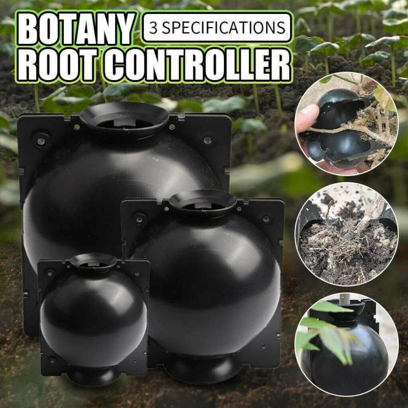 Plant Rooting Box: Root Branches on the Parent Tree