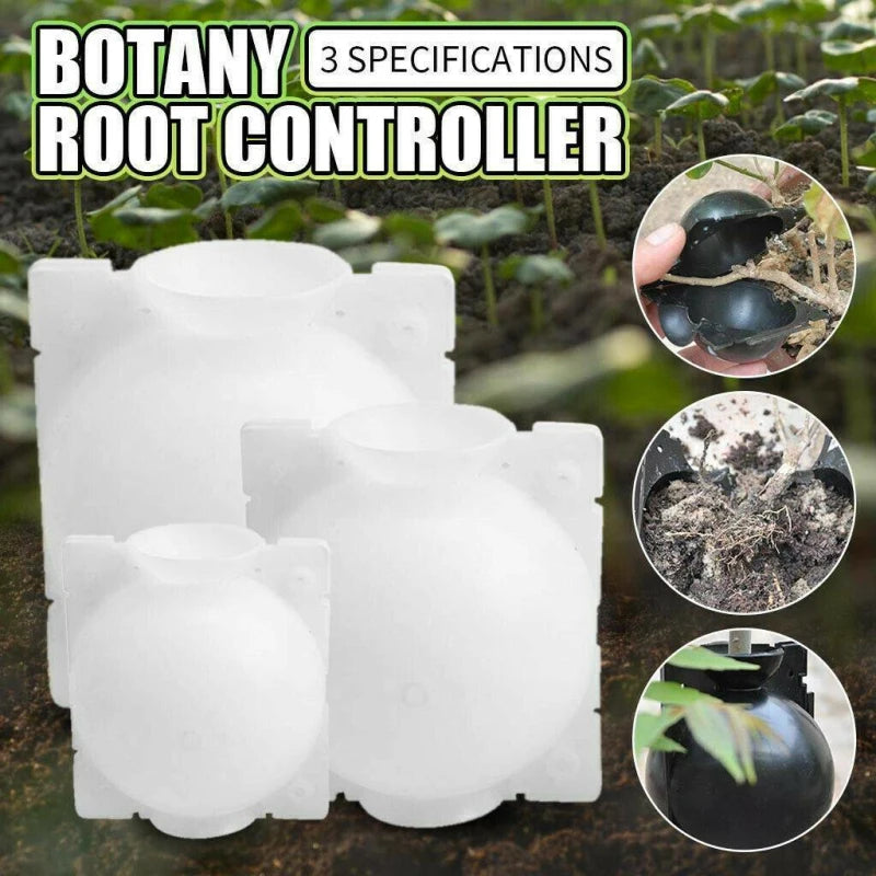 Plant Rooting Box: Root Branches on the Parent Tree