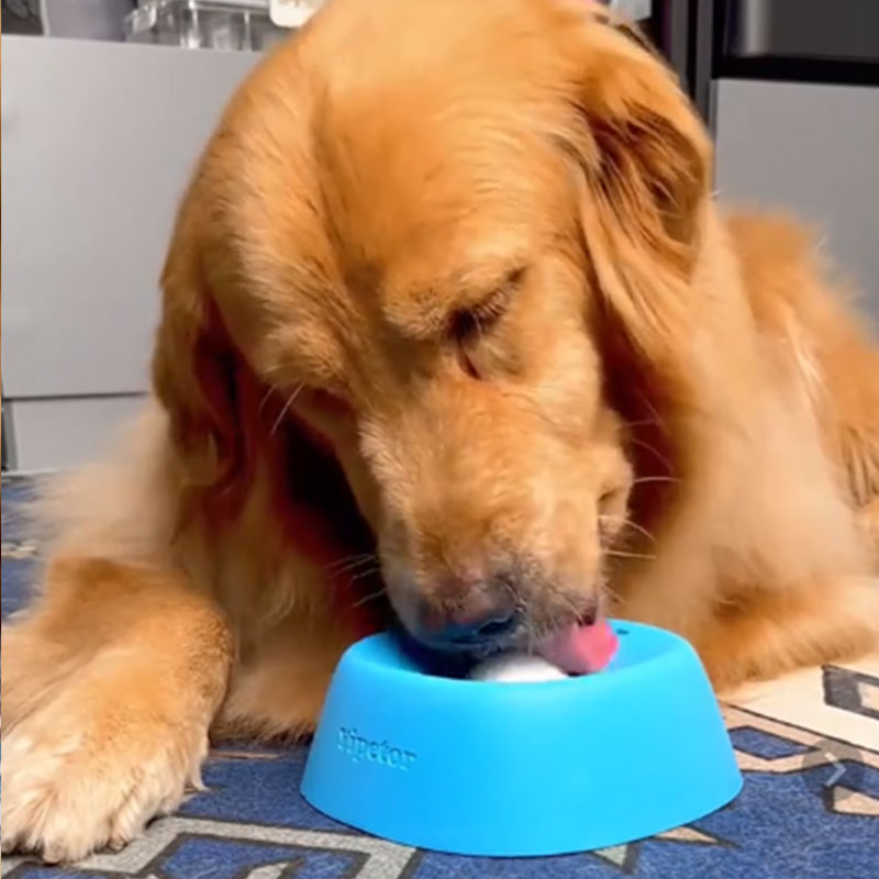 Anti-Choke Slow Feeder Dog Bowl for Safer Treat Time
