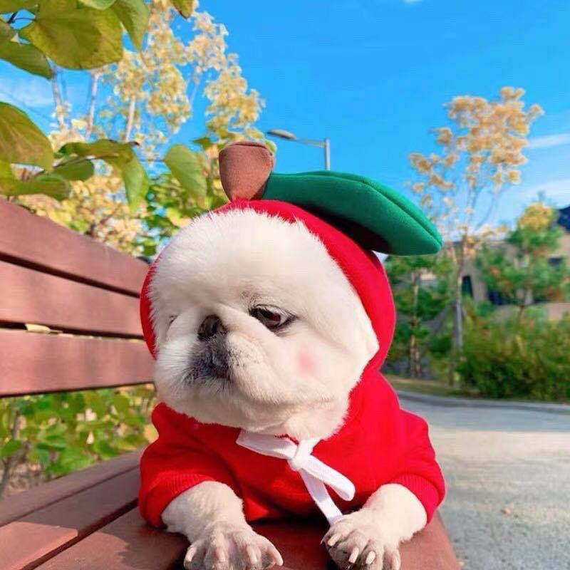 Small Pet Fleece Sweatshirt for Cozy Winter Walks Outdoors