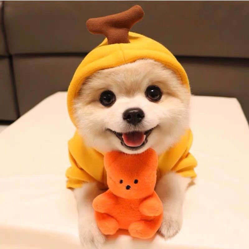 Small Pet Fleece Sweatshirt for Cozy Winter Walks Outdoors