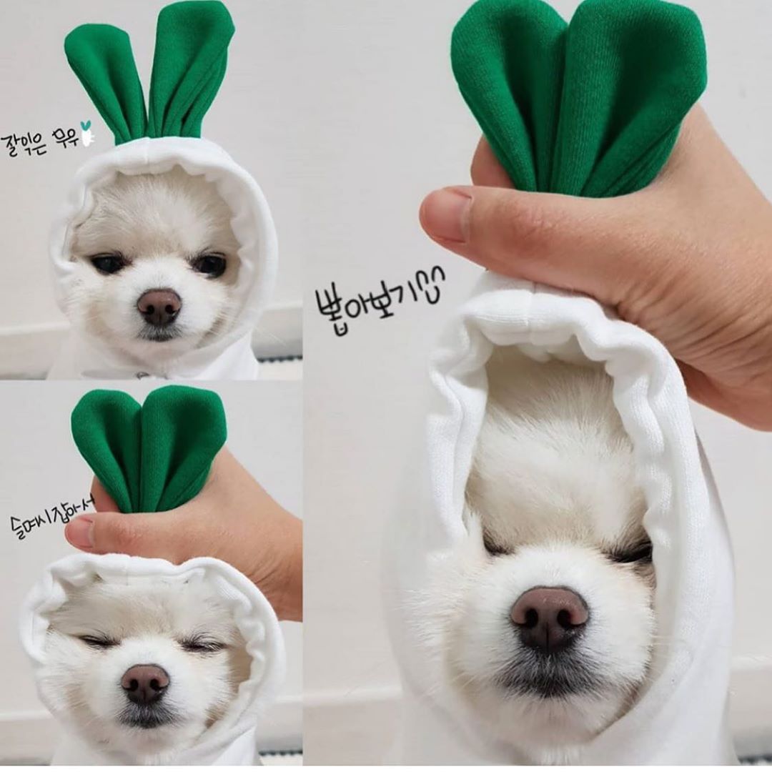 Small Pet Fleece Sweatshirt for Cozy Winter Walks Outdoors