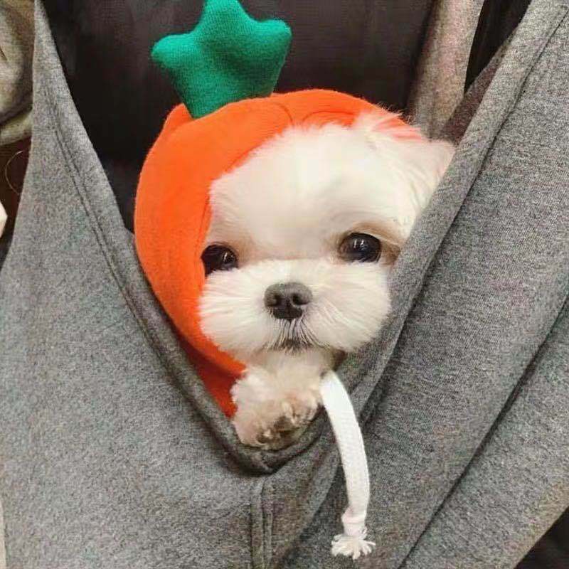 Small Pet Fleece Sweatshirt for Cozy Winter Walks Outdoors