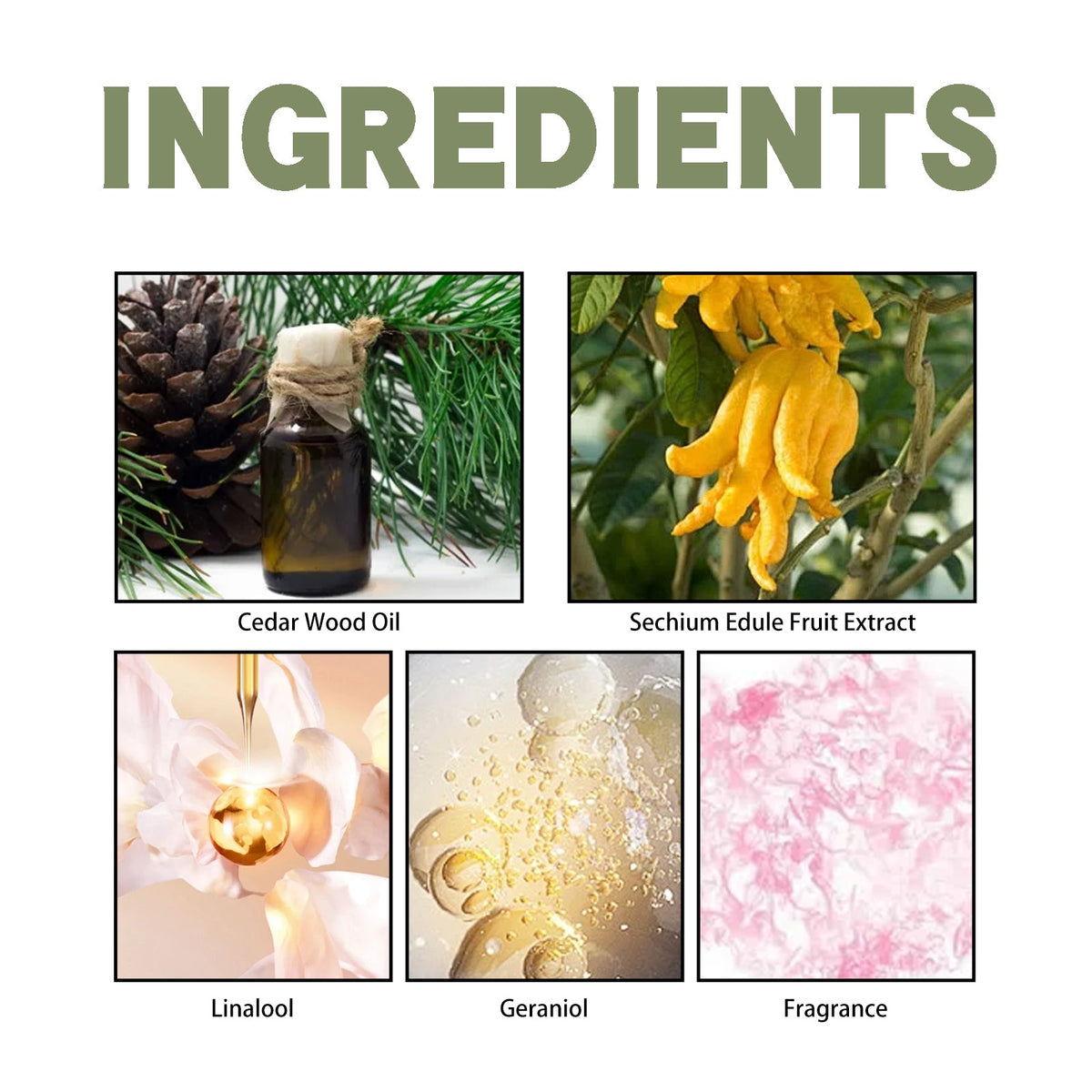 Bergamot Cedarwood Perfume | Fresh, Lasting Scent