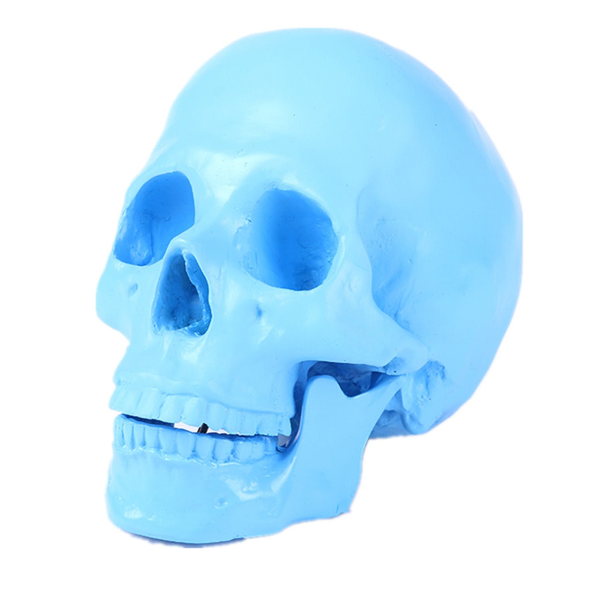 Blue Anatomical Skull Sculpture for Distinctive Decor