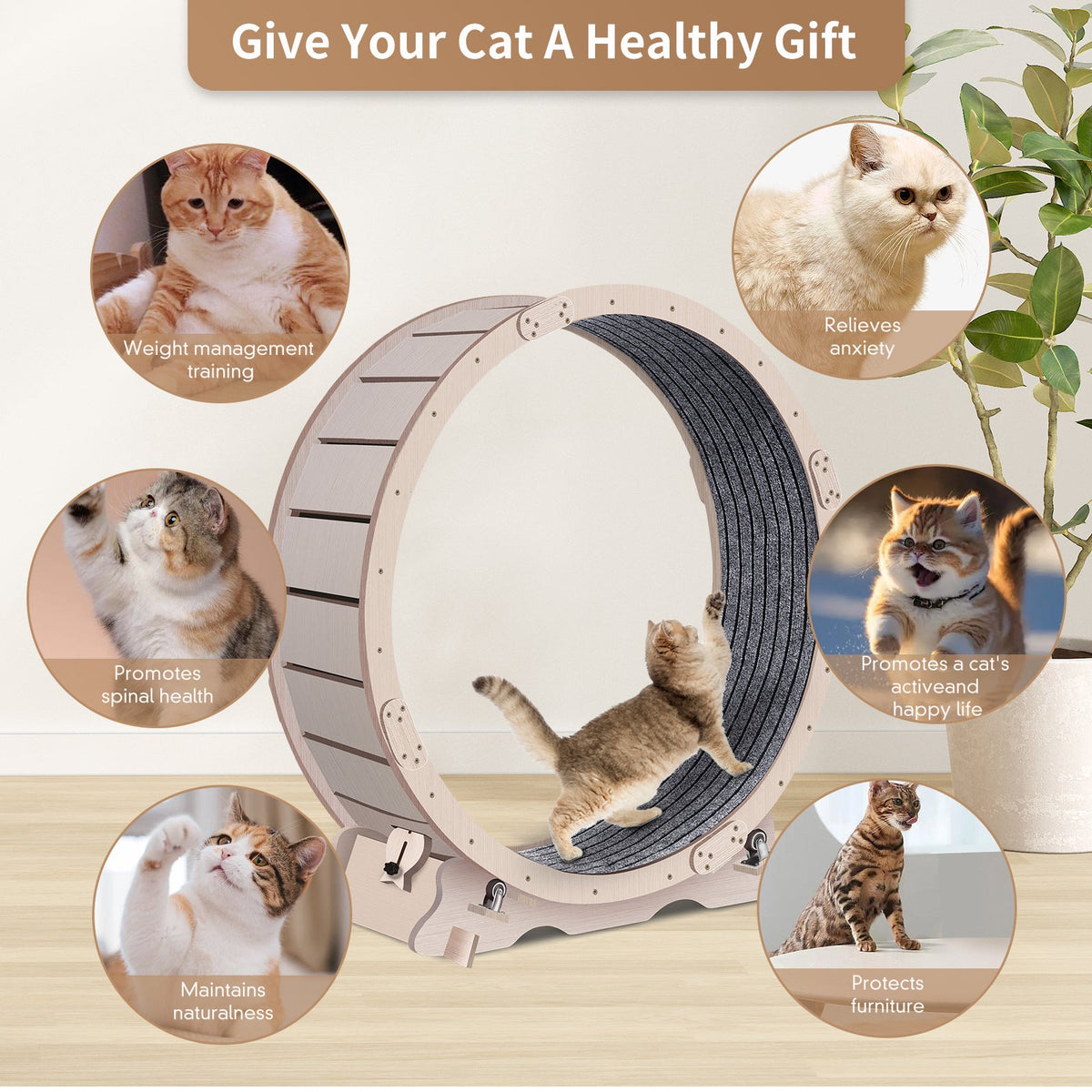 Cat Exercise Wheel 41in with Carpeted Running Track