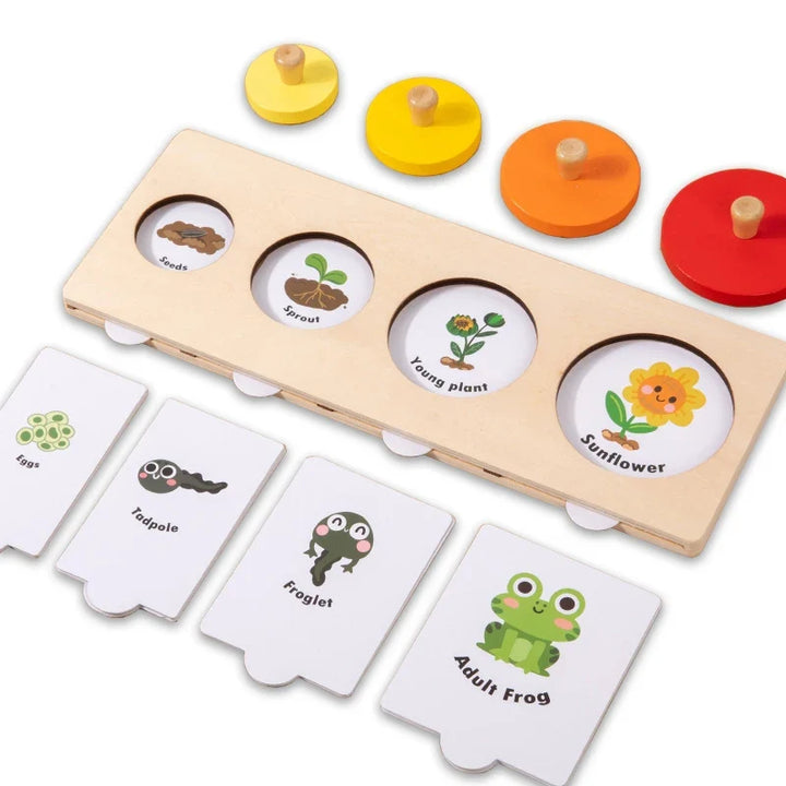Evolution Growth Puzzle Toy for Sequencing & Matching