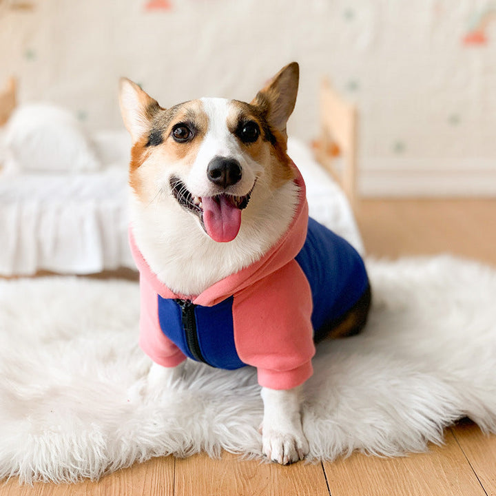 Corgi Dog Hoodie for Cool Weather and Hair Coverage