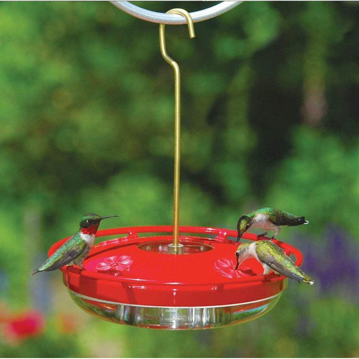 Hummingbird Feeder With Easy-View Reservoir and Hook