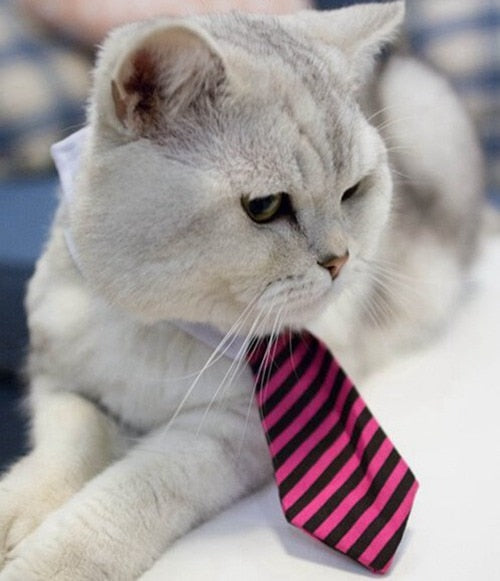 Pet Bow Tie Collar for Smart, Photo-Ready Pet Looks