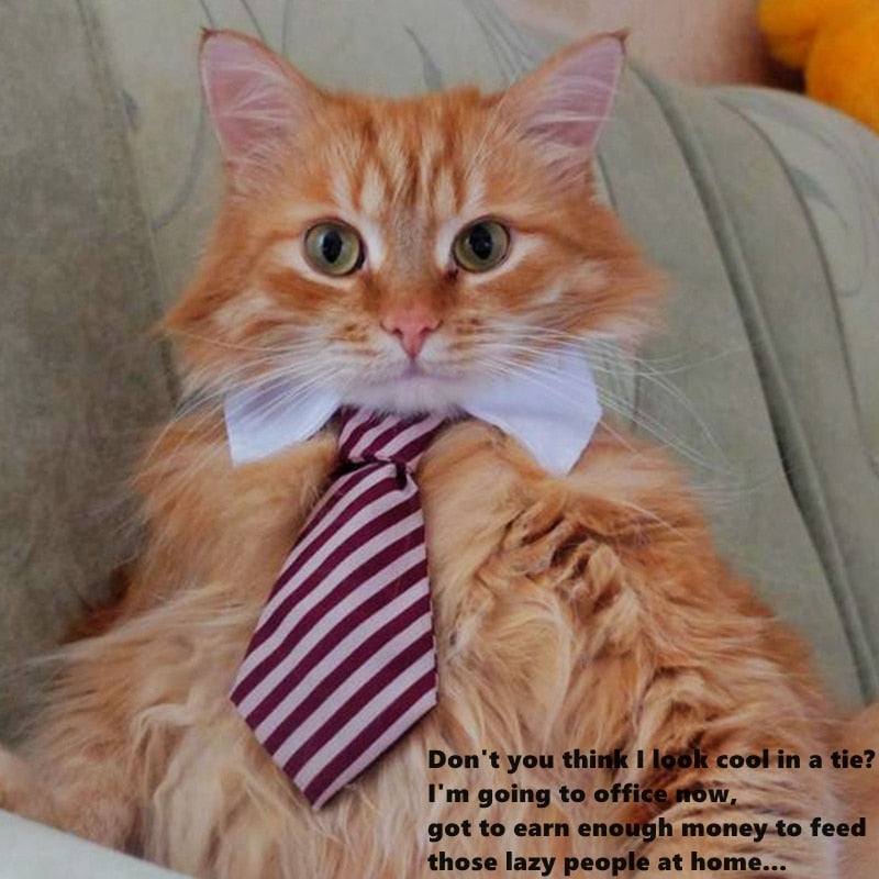 Pet Bow Tie Collar for Smart, Photo-Ready Pet Looks