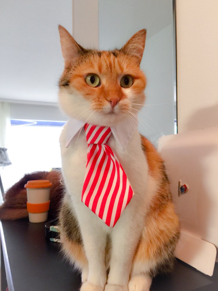 Pet Bow Tie Collar for Smart, Photo-Ready Pet Looks
