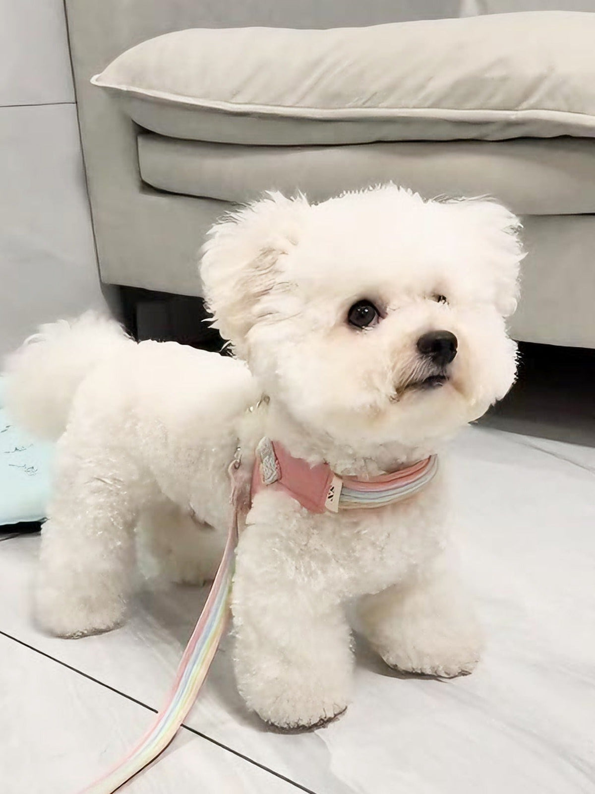Dog Vest Harness for Comfortable Secure Everyday Walks