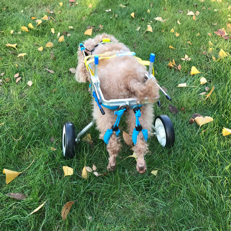 Dog Wheelchair for Disabled Dogs | Assisted Mobility