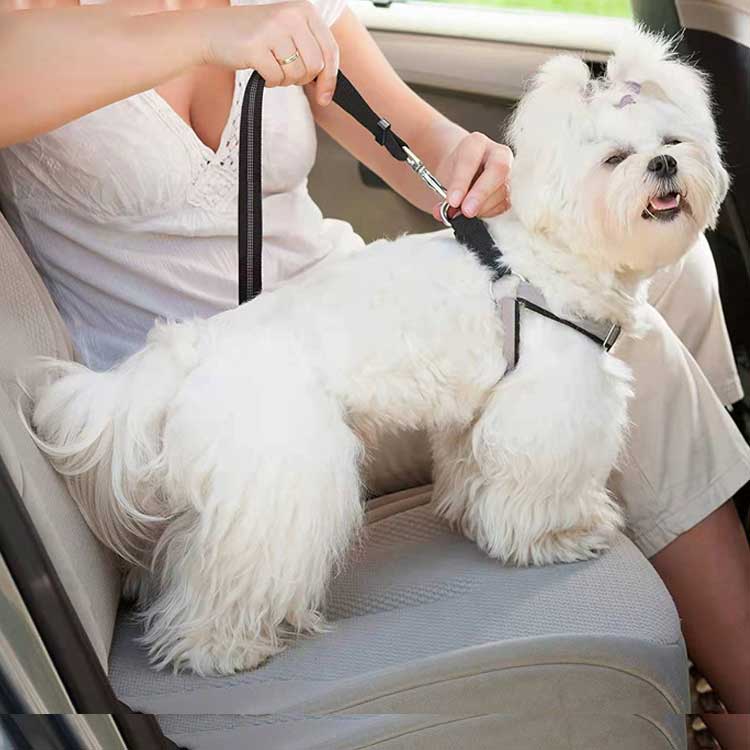 Reflective Shock-Absorbing Dog Leash for Car Travel