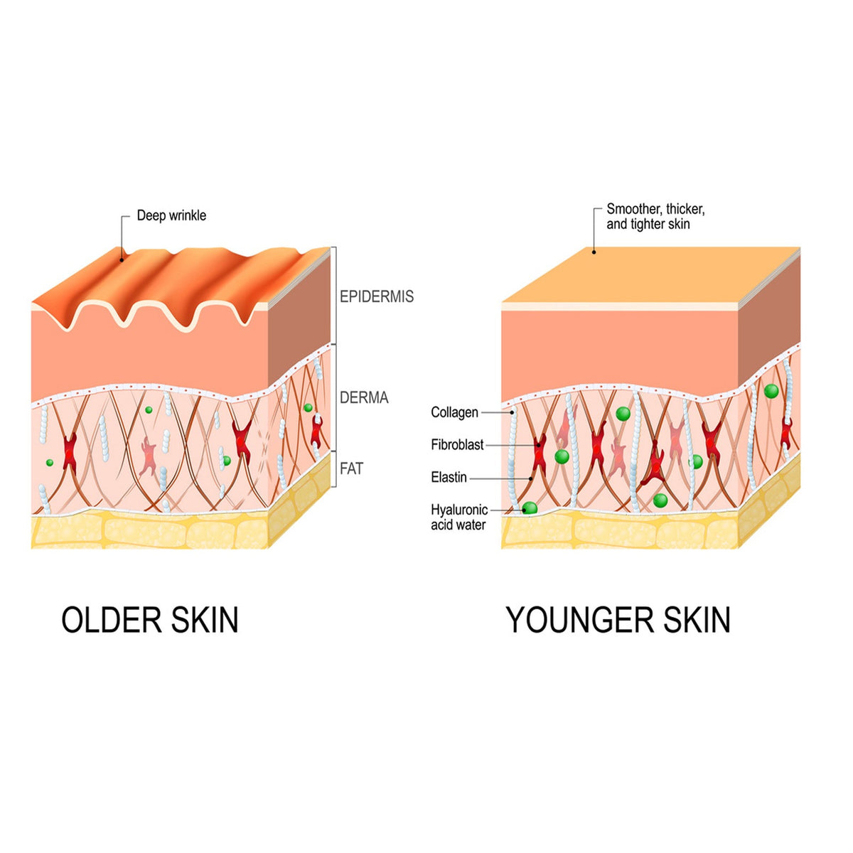 Anti-Wrinkle Serum for Firmer, Smoother Skin Daily