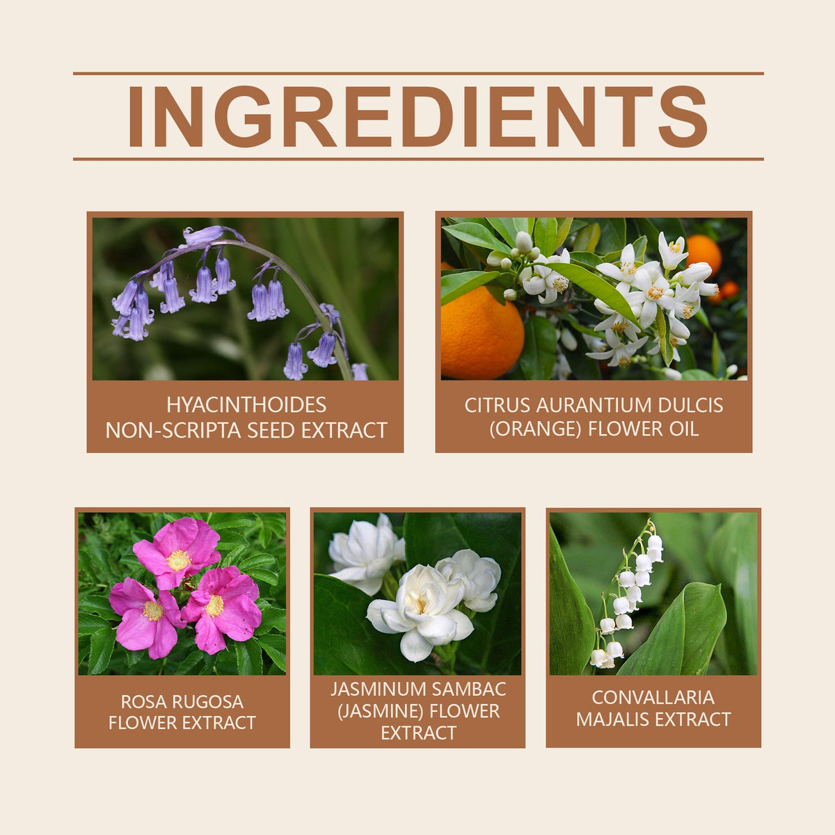 Bellflower Perfume for Women | Fresh Long-Lasting Scent