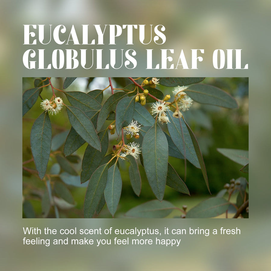 Eucalyptus Essential Oil for Firming Body Massage
