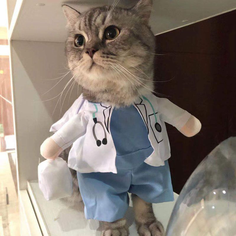 Pet Costumes for Cats & Small Dogs | Festive Photos