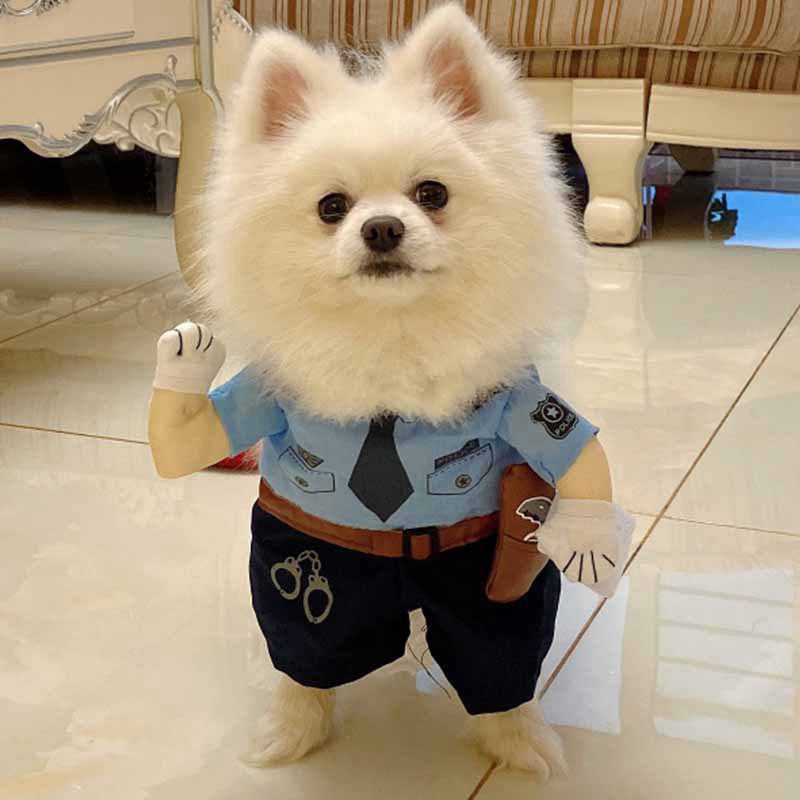 Pet Costumes for Cats & Small Dogs | Festive Photos