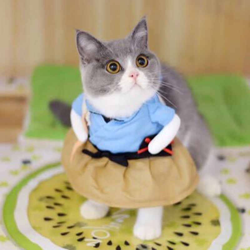 Pet Costumes for Cats & Small Dogs | Festive Photos
