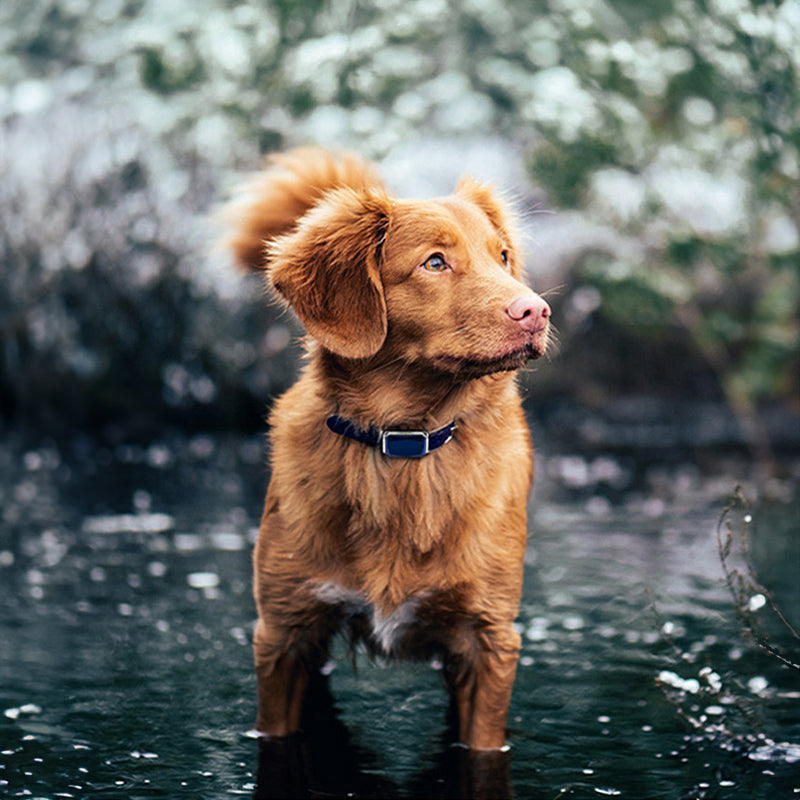 Pet Tracker Collar — Waterproof Anti-Loss Protection