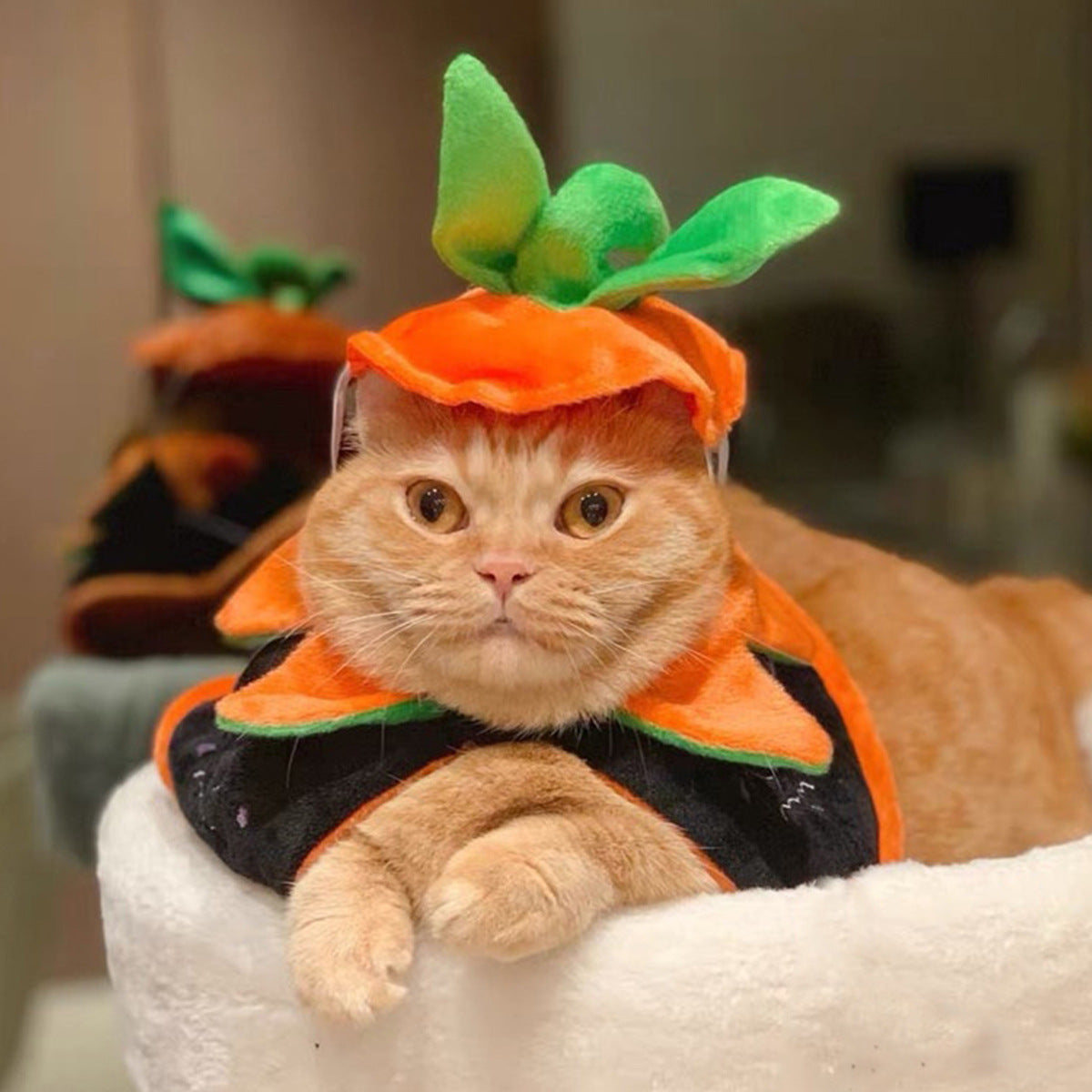 Reversible Halloween Pet Costume for Festive Photos