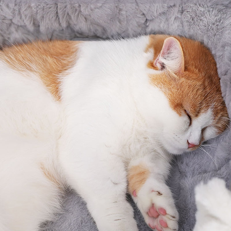 Enclosed Cat Bed House for Warm, Secure Indoor Naps