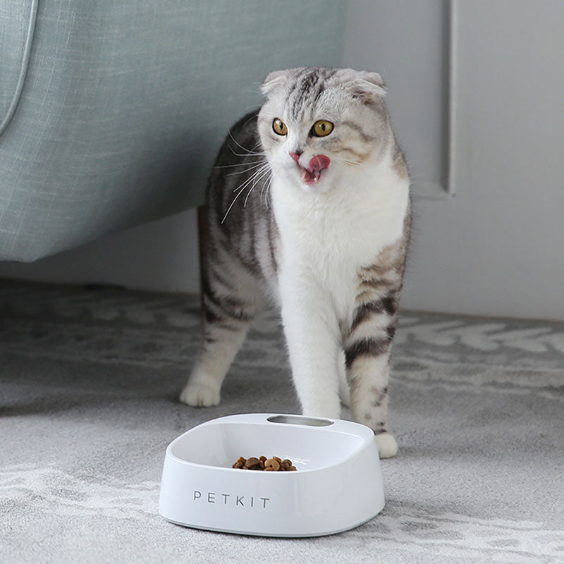 Raised Anti-Microbial Pet Bowl for Easier Daily Feeding