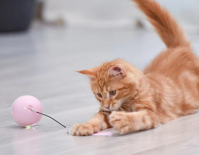 Interactive Cat Ball Toy for Daily Indoor Enrichment