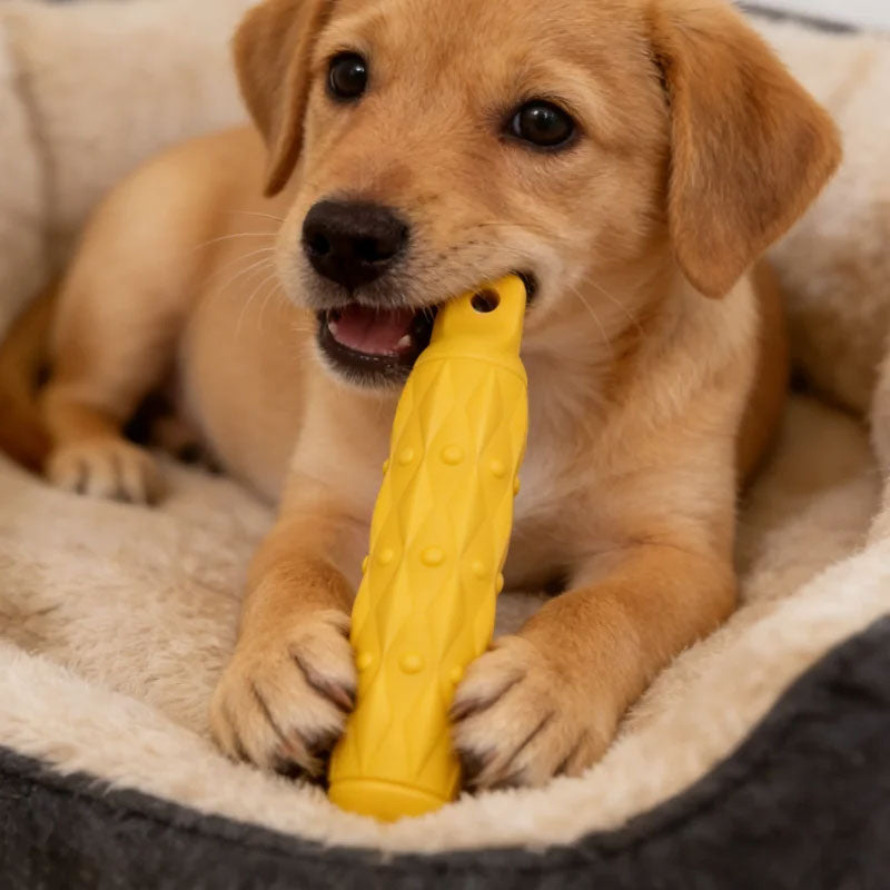 Dog Chew Toys for Boredom Relief | EVA Molar Sticks