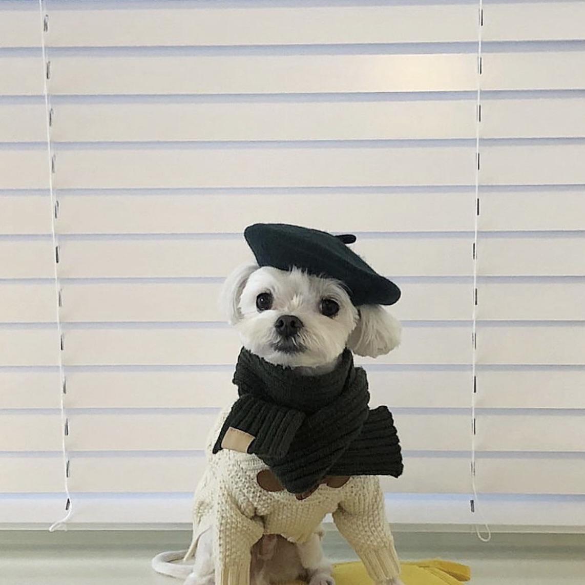 Pet Wool Beret Hat for Standout Seasonal Pet Photos