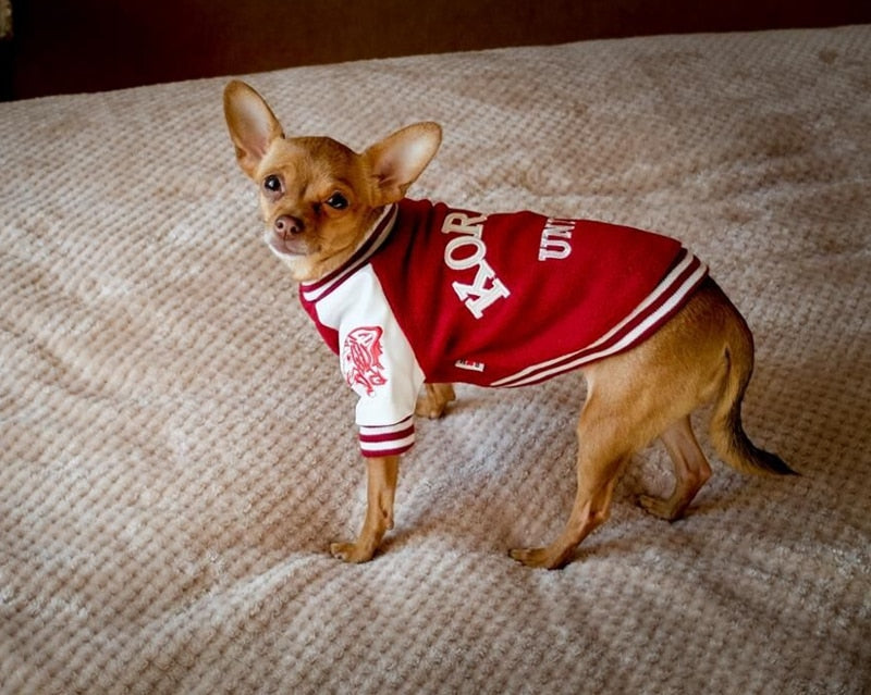 Dog Varsity Vest for Stylish Everyday Walks & Outings