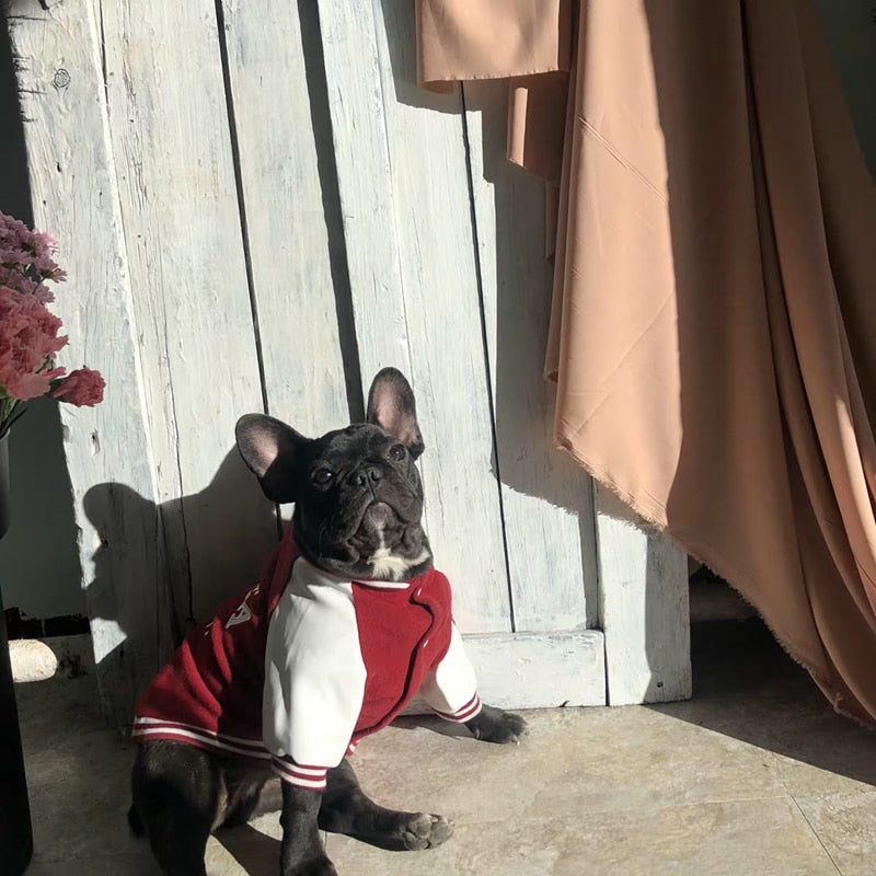 Dog Varsity Vest for Stylish Everyday Walks & Outings