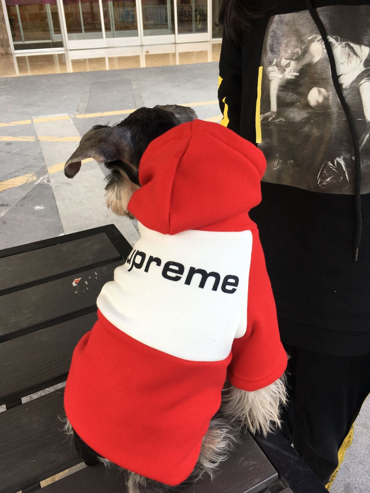 Small Dog Hoodie for Warm Autumn and Winter Walks, Cozy