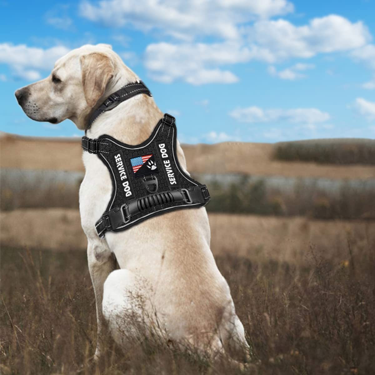 Dog Harness With Padded Comfort and Easy Control