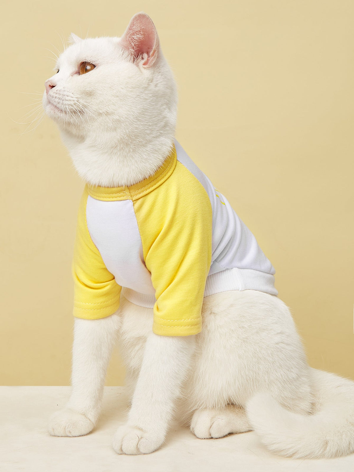 Cat T-Shirt | Lightweight Color-Block Summer Apparel