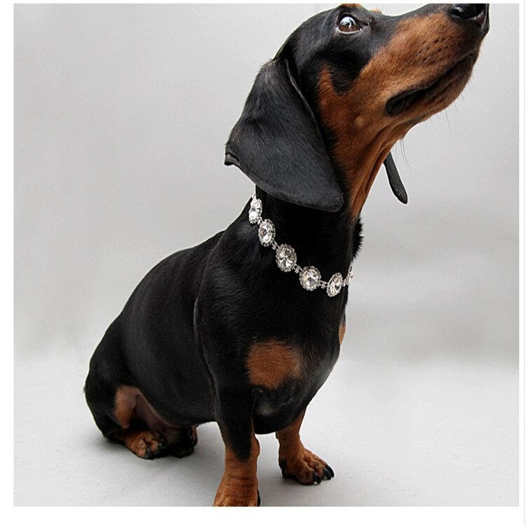 Pearl Pet Collar Necklace for Elegant Photo Moments