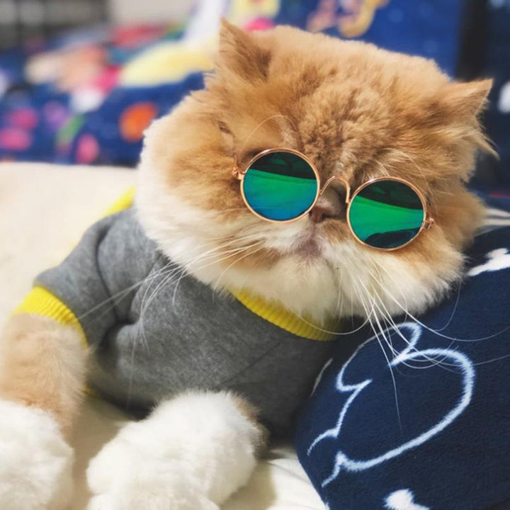 Fun Cat and Dog Sunglasses for Pet Photos & Costumes