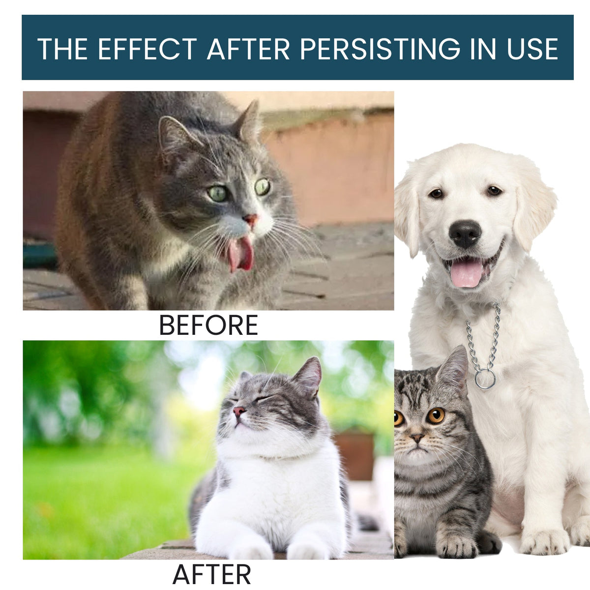 Pet Immune Oral Drops for Daily Health and Vitality
